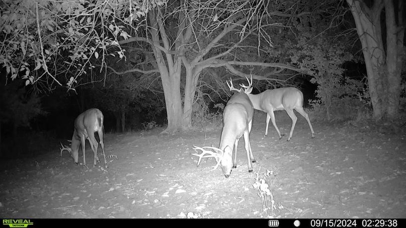 Trail cam 12