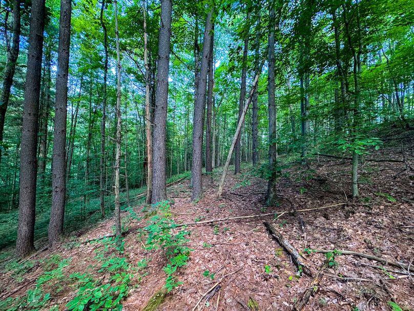 Lewis, WV 82.87 AC Barger-086