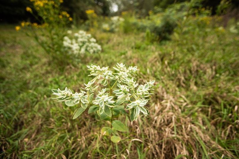 FREMONT CO IA 159.05_75