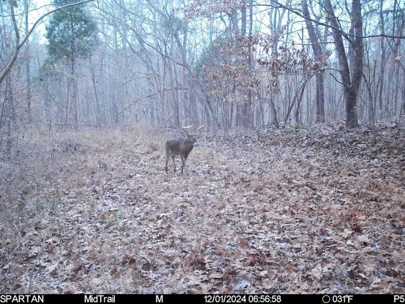 trail cam11