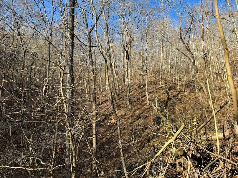 025 more nice timber mix