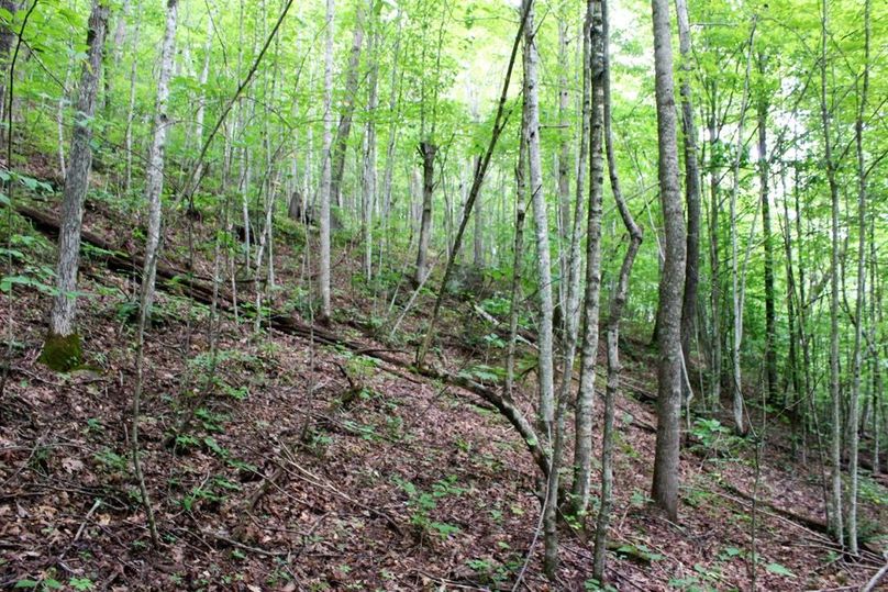 020 open forested hillside along northeast area of the property