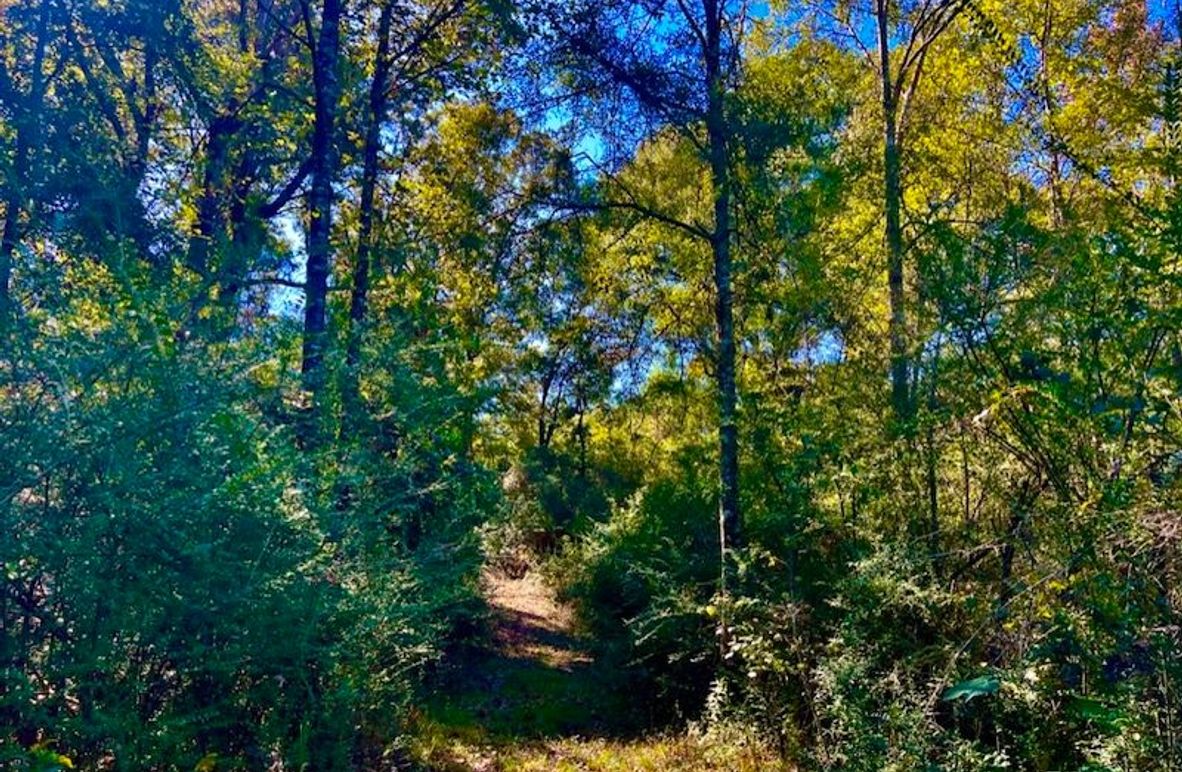 1B28B28C-0106-4301-B1D4-F7E0FFE3F03E_1_105_c