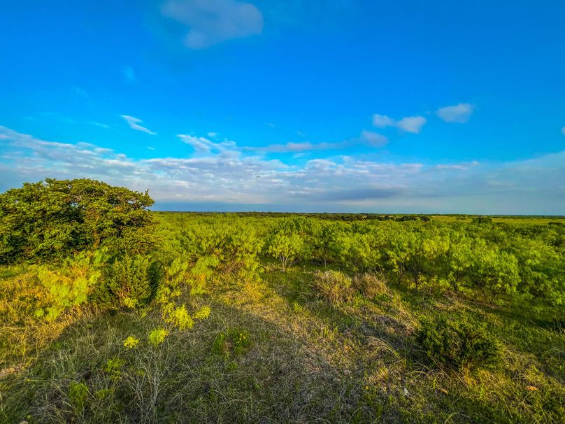 Brazos River Bottom Hunting Paradise Whitetail Properties