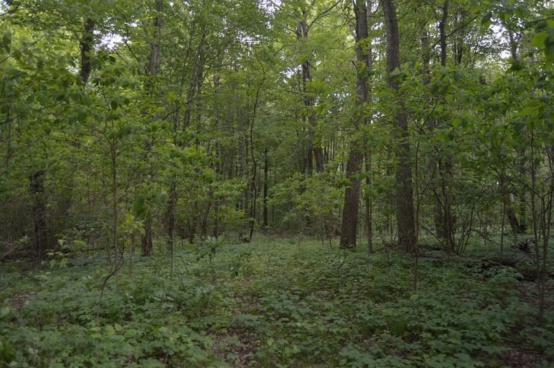 Trail in middle of woods