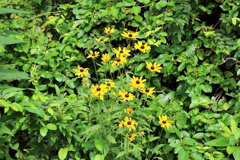 021 some pretty native flowers growing along the field edge
