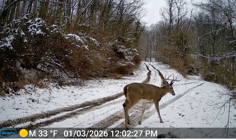 Calhoun, WV 132.84 AC Szegi Trail Cam-15