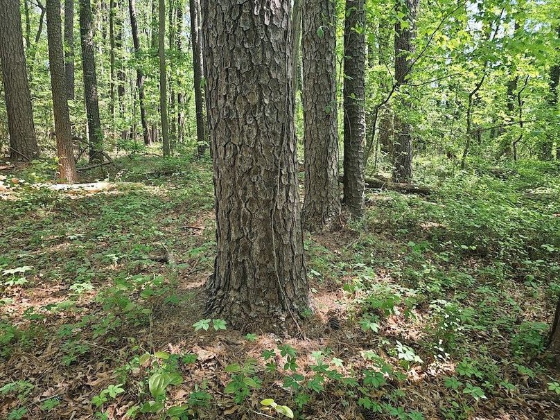 2.72ac_St Marys Rd_QAnnes_20