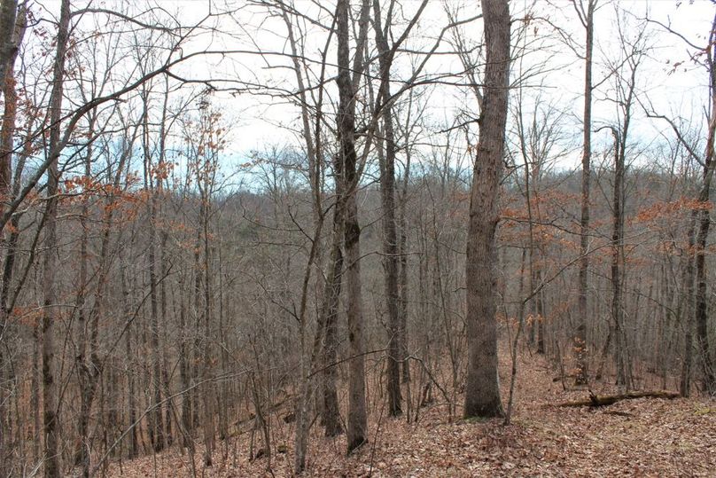 015 hardwood secondary point descending into the main valley