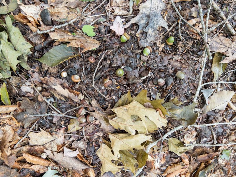 16_36.85_Pocahontas_WV