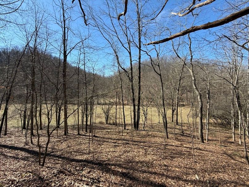 008 view of the open fields looking out from the forested area