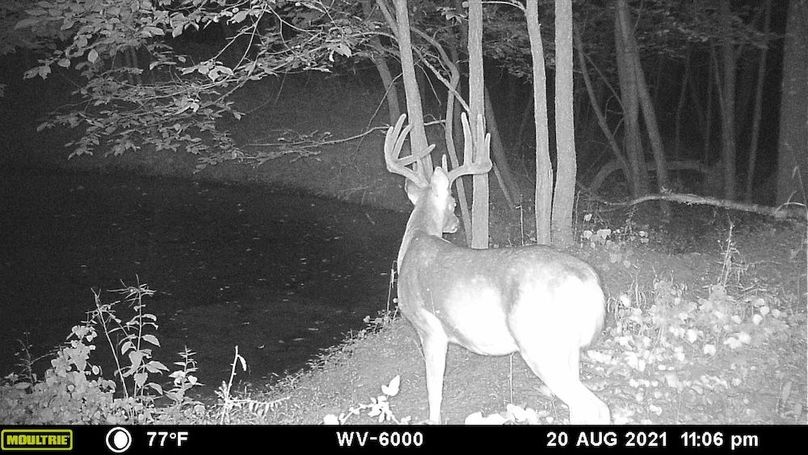 Sauk 174 Trailcam - 52