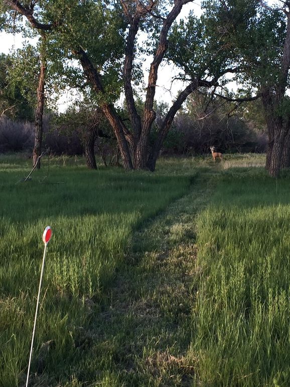 Archery Deer 3