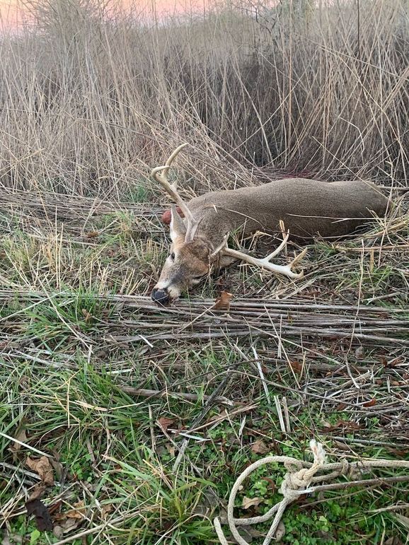 Good buck