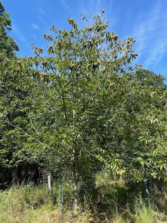 ANother 30 foot Dunston Chestnut tree nutting