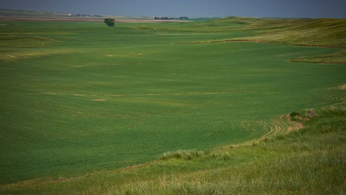 Eastern Montana Farm Ground With Top Notch Soils Whitetail Properties