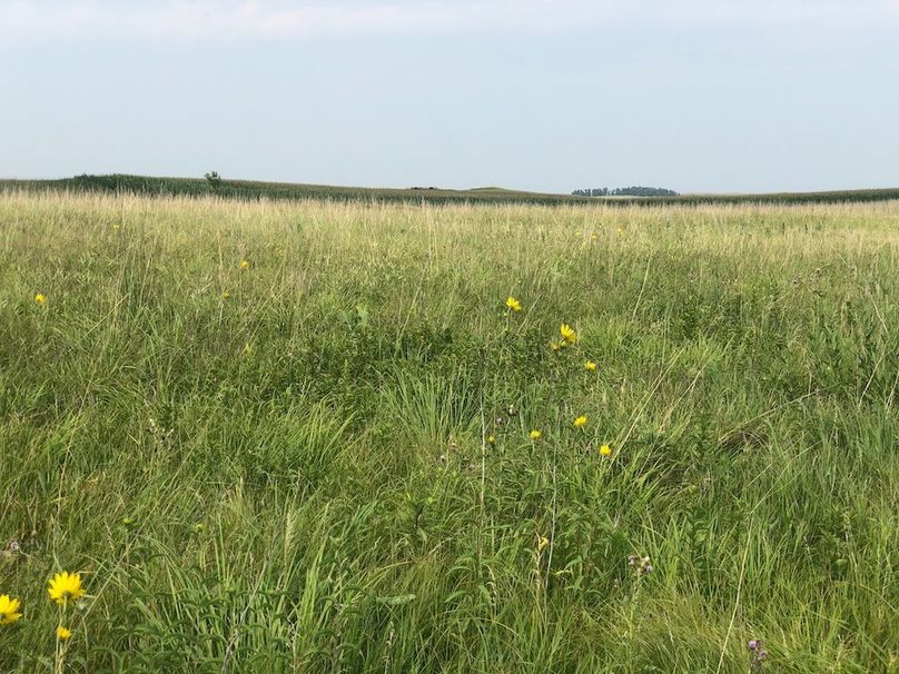 14. Looking NE Corn Field