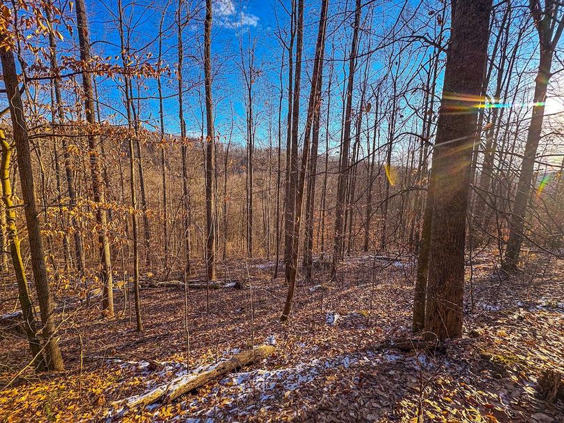 Roane, WV 100.12 AC Tree Line-60