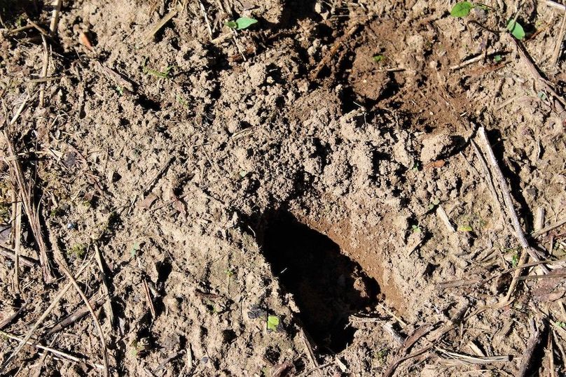 007 deer tracks crossing up out of the creek