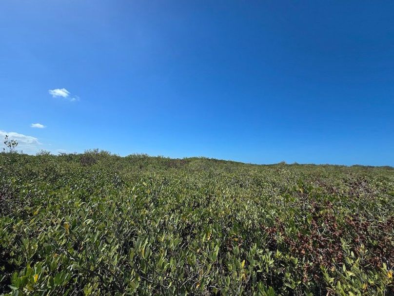 17.17ac, Citrus, Josiah Ronco12