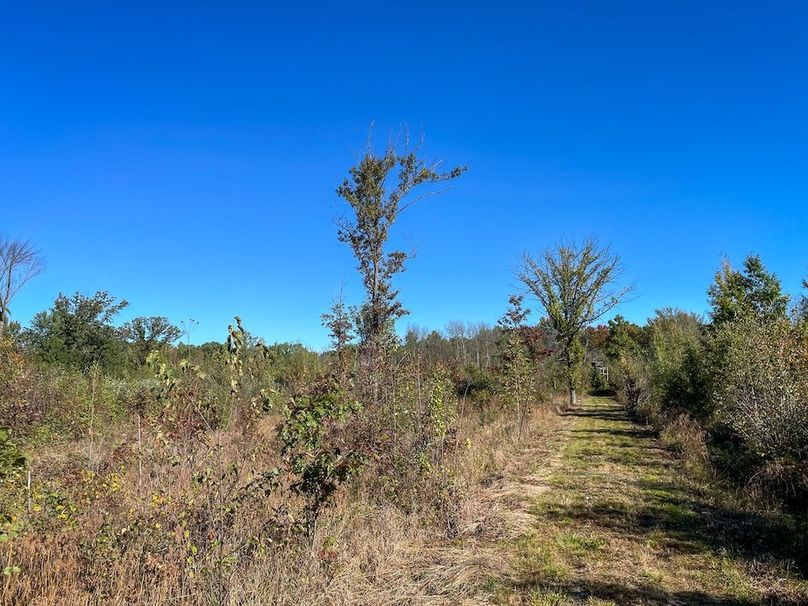 Wood 41.451, Collins -24