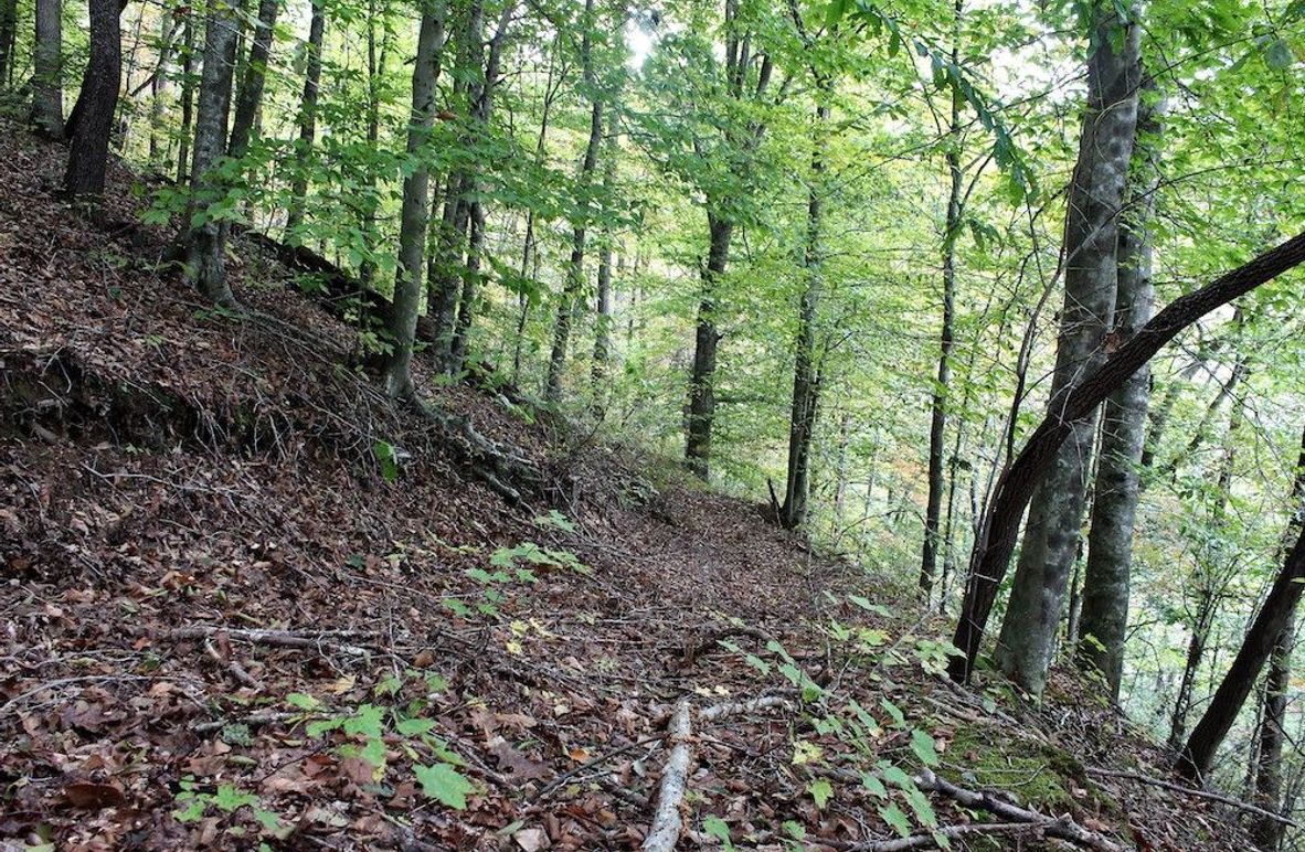 004 stand of nice beech trees along the north slope up from the main creek