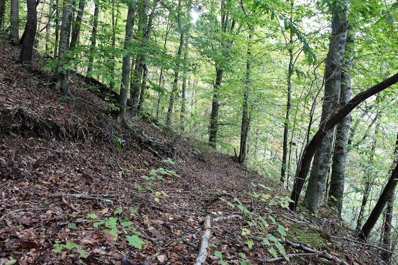 004 stand of nice beech trees along the north slope up from the main creek