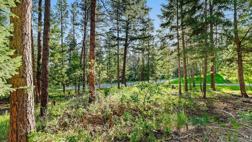 026 - Mitigated Forest