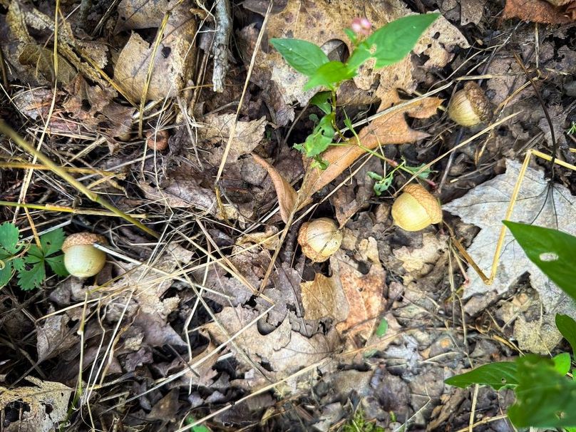 Tioga NY 86.705 Capwell Photos 23