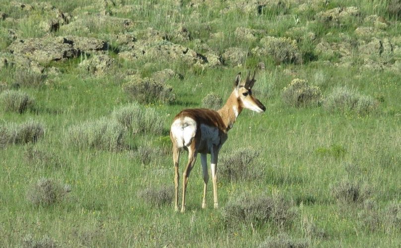 Pronghorn buck 2