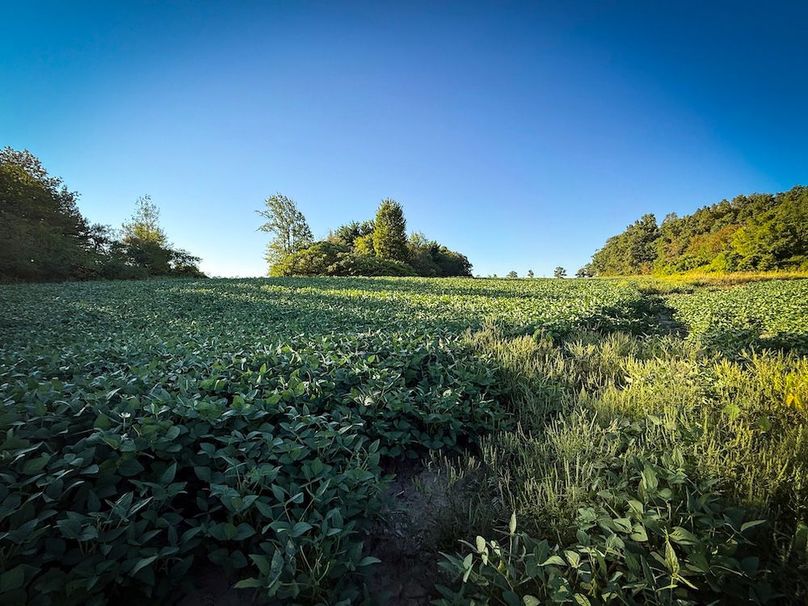 Copy of Wood Tract 4 Photo 15