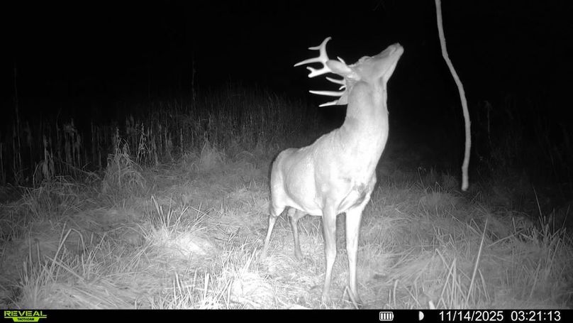 016579007498152-89-4-11142025032113-SYFW02312