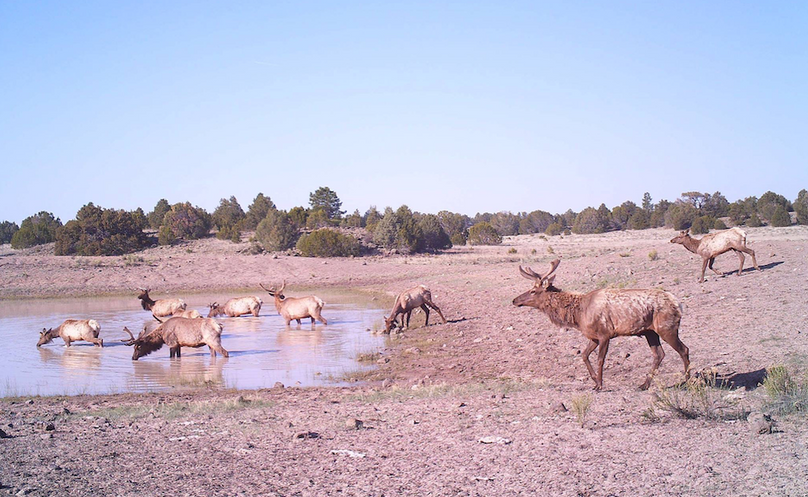 velvet bulls at water