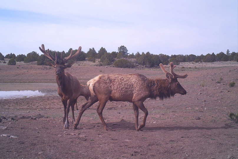 velvet bulls at water 3