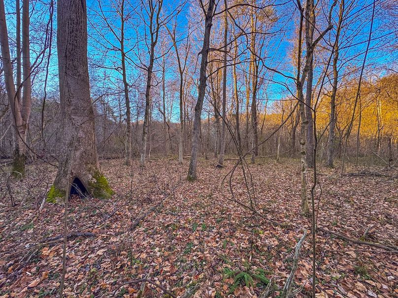 Pleasants_Wood 169.97 AC Cokeley-24