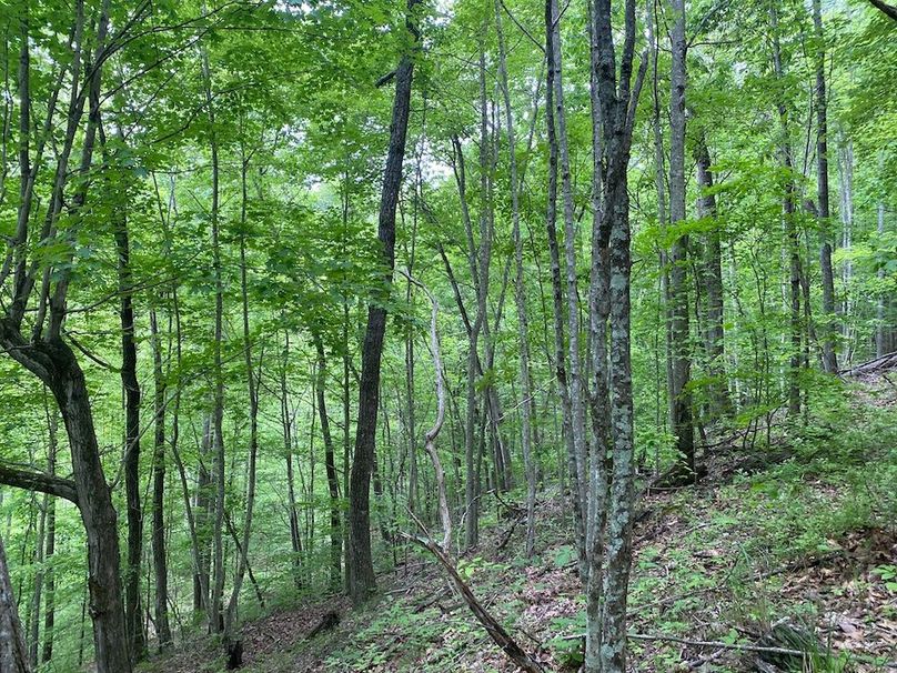 016 mid stage forest growth in the north part of the property copy