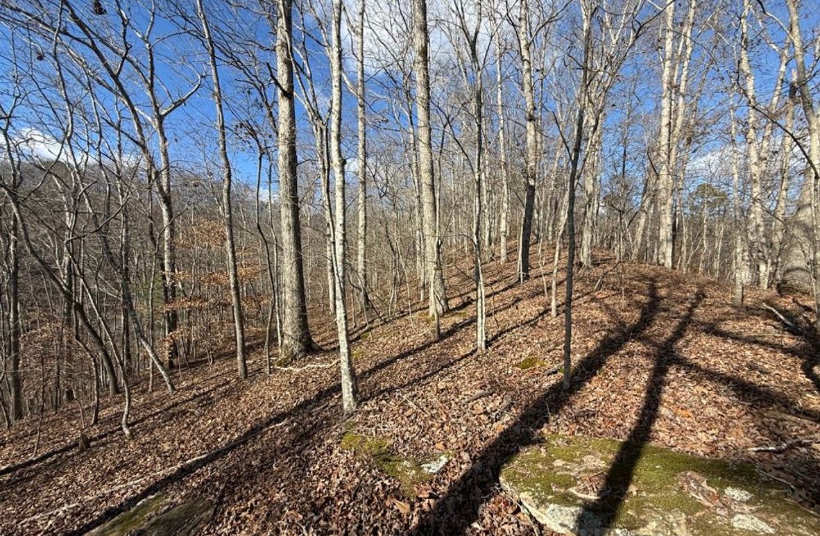005 view along the ridge near the middle area of the property