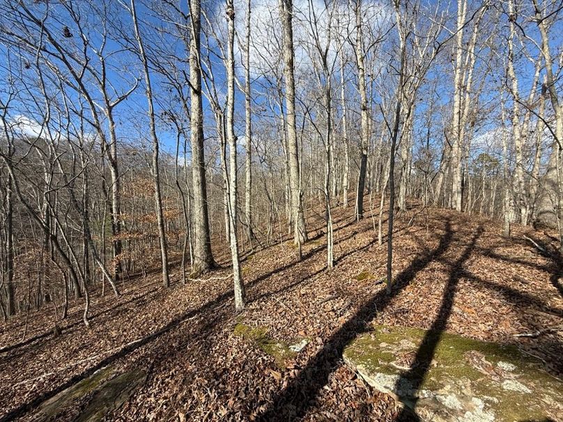005 view along the ridge near the middle area of the property
