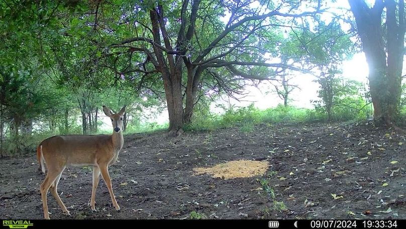 Trail Cam 7