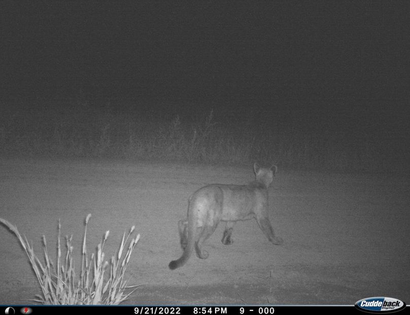 mountain lion huddle kitten