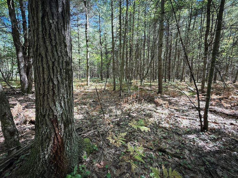 Jefferson NY 195.6 Parker Photos 37