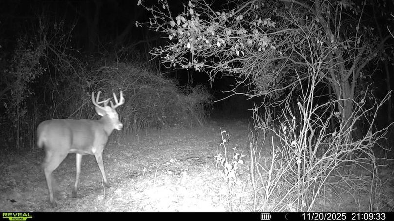 CAM 3