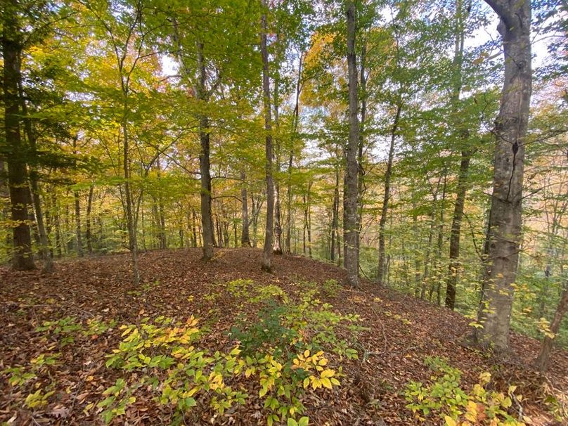 028 beautiful stand of American Beech trees along a north facing point leading off towards the river