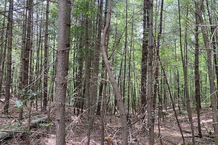006 good stand of future towering pines copy