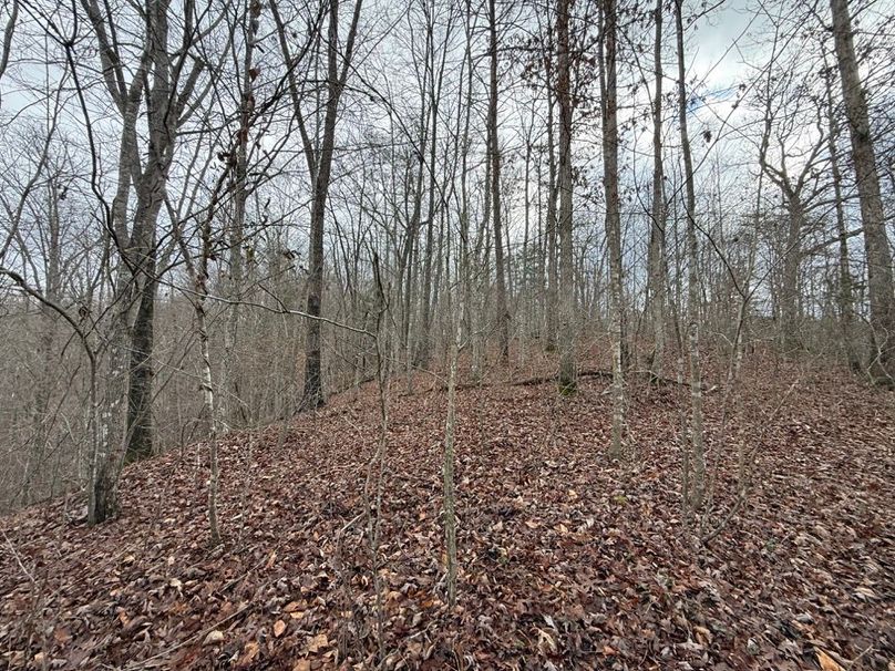 021 the forested point in the north central part of the property