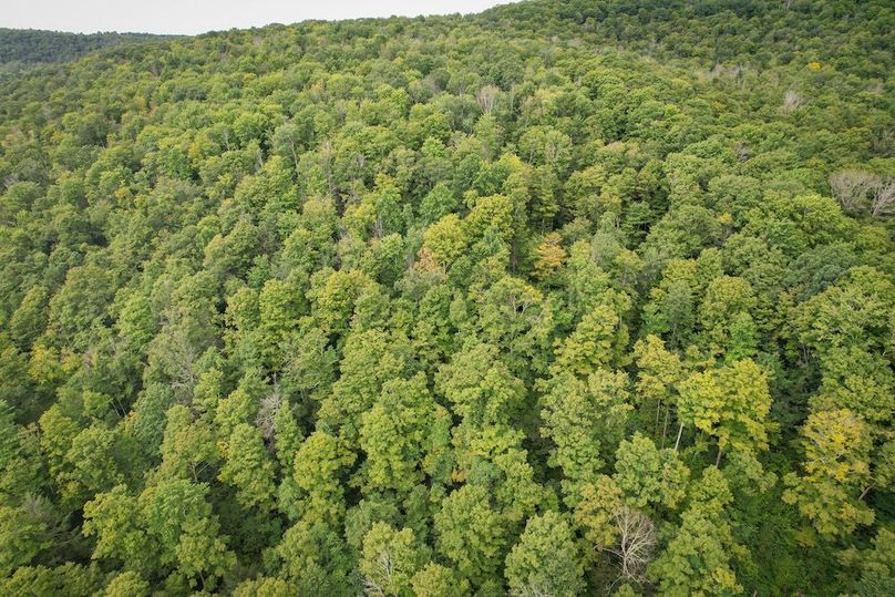 Chemung_60.55_Baumunk_Photos_31