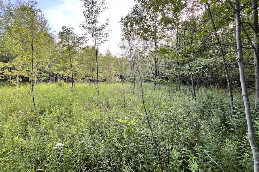 Chemung_15.583_Gutchess_lumber_Photos_5