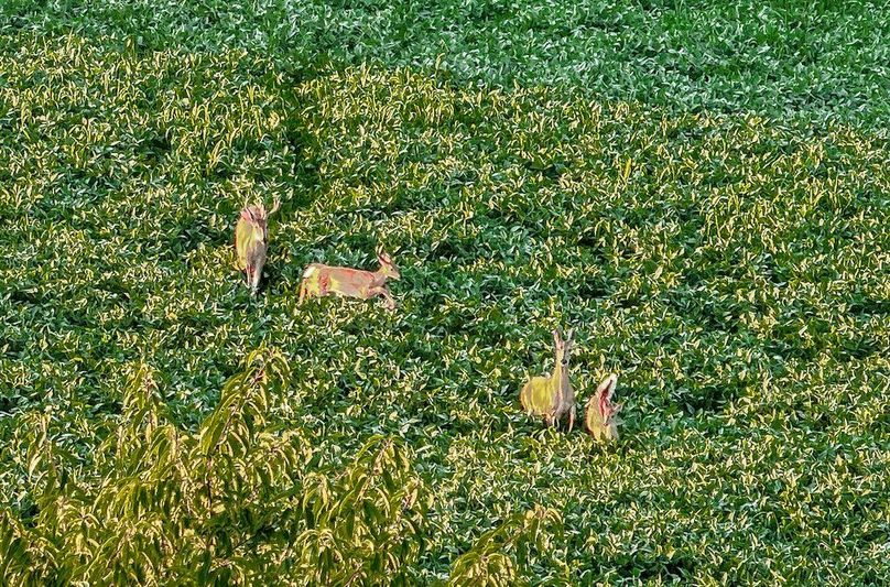 11 York 21.78 Krebs-02