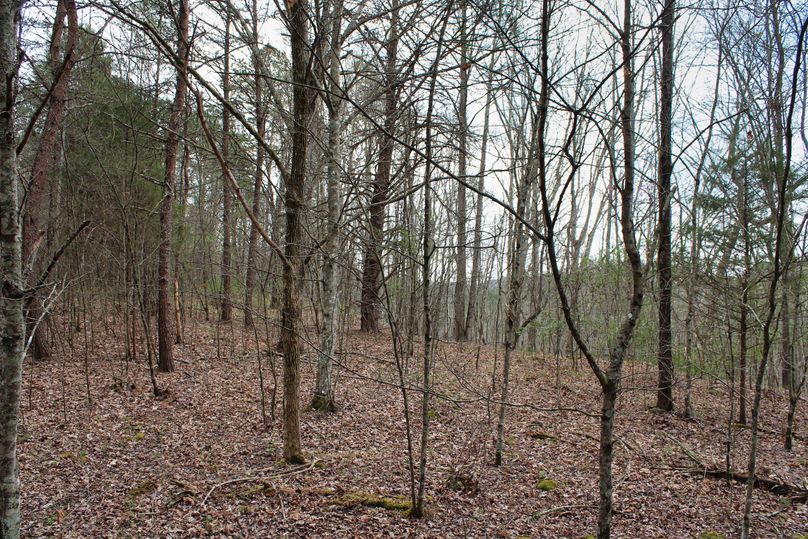 011 location at which the pines meet the hardwoods along the west area of the property
