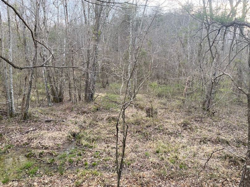 018 the flat creek bottom area in the south portion of the property
